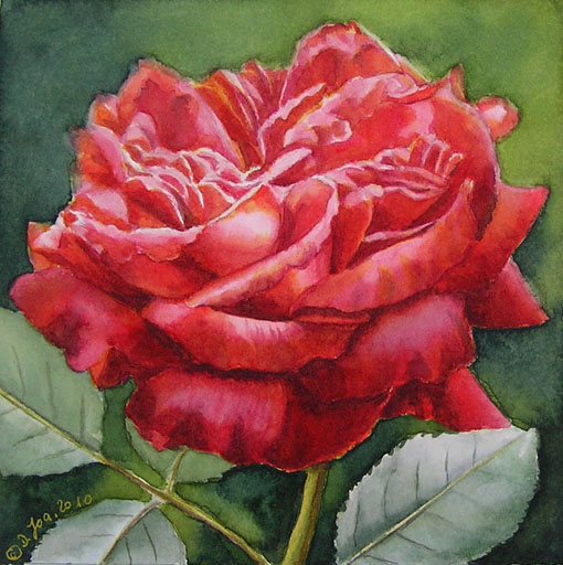 Rosengemlde - romantische rote Rose - Rosenportrait in Aquarell von Doris Joa