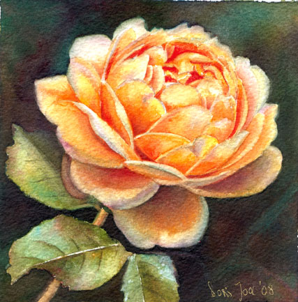 Rosenbild in Aquarell - David Austins Rose "Rose Golden Celebration", gelbe Rose auf dunklem Hintergrund