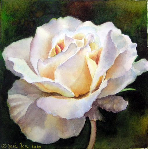 Rosenbild - Knigin der Blumen - weie Rose gemalt in Aquarell von Doris Joa
